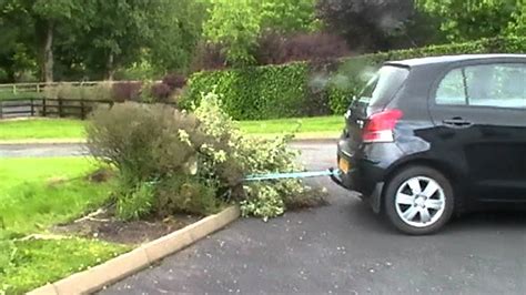 pulling out shrubs from car